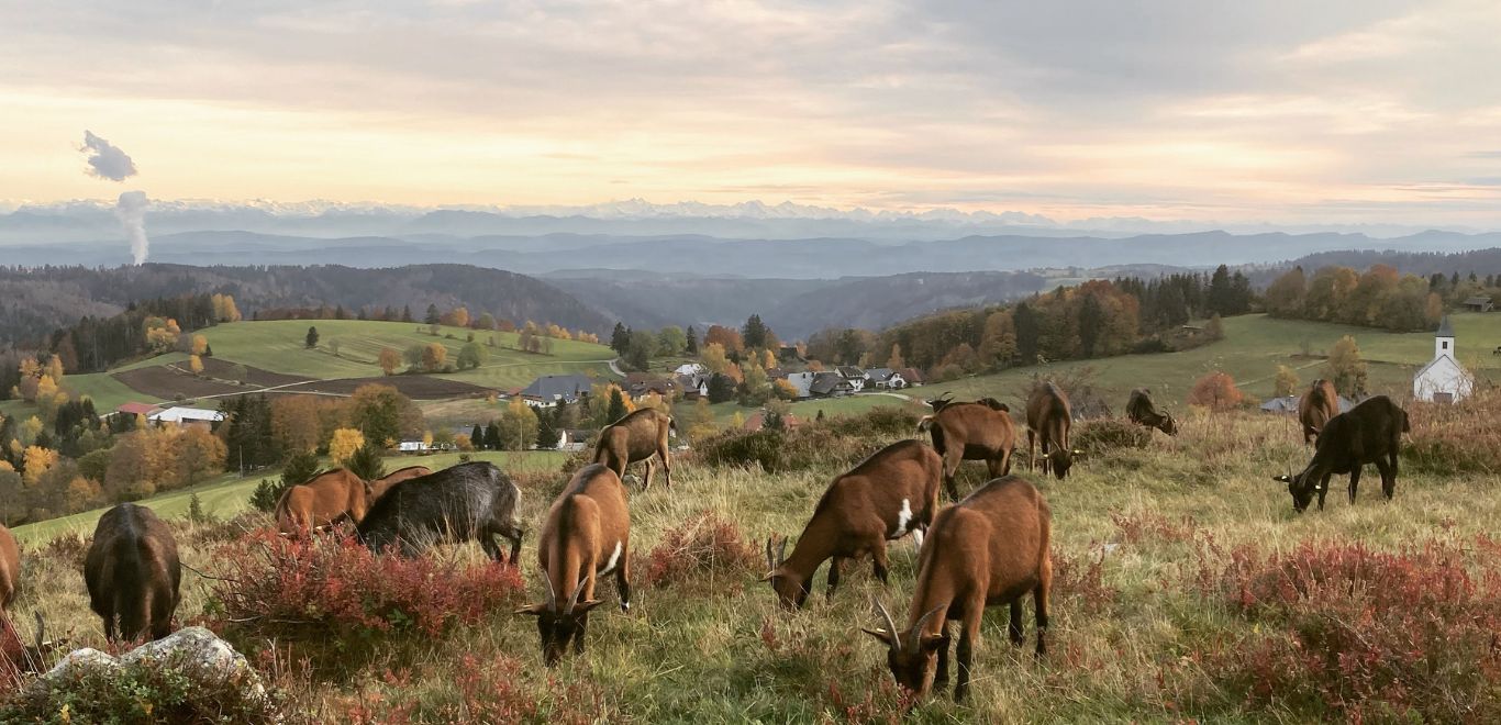 Panorama Moosbach-Hof