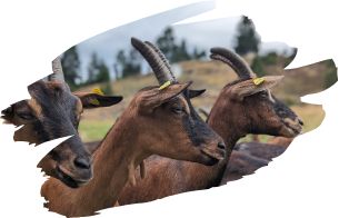 Unsere Tiere